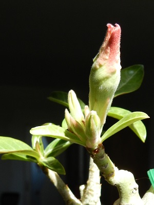 RSCN0839.JPG