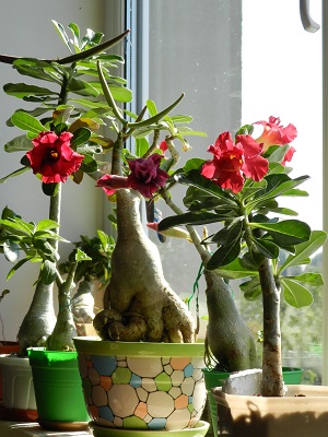 RSCN1103.JPG