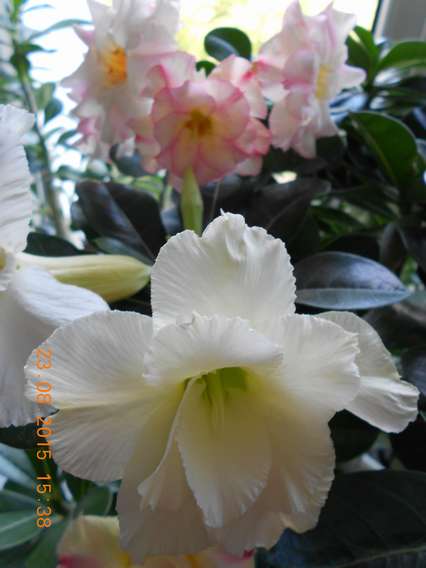 DSCN5242_thumb.jpg