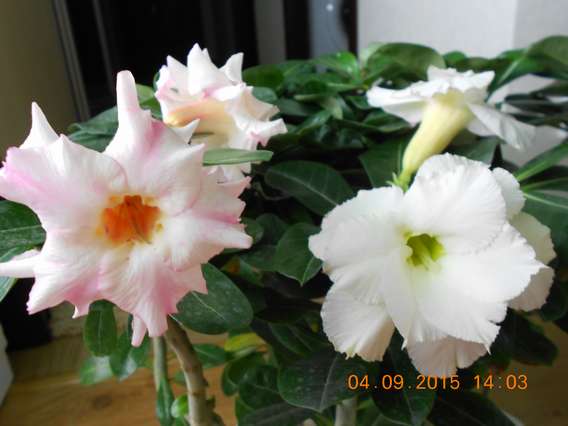 DSCN5271_thumb.jpg