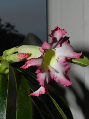 RSCN1731.JPG