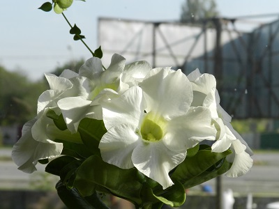 RSCN2164.JPG