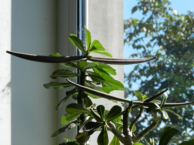 RSCN2206.JPG