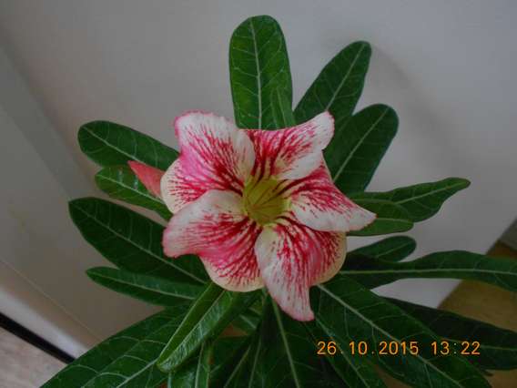 DSCN5395_thumb.jpg