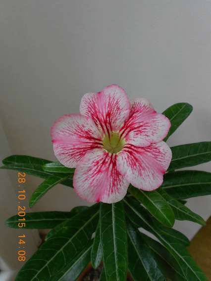 DSCN5404_thumb.jpg