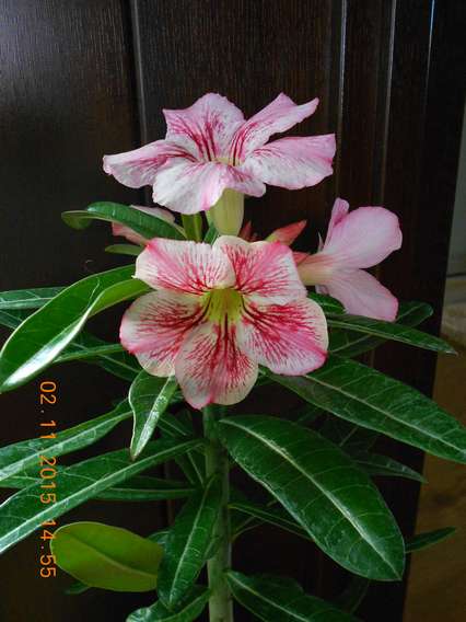 DSCN5440_thumb.jpg
