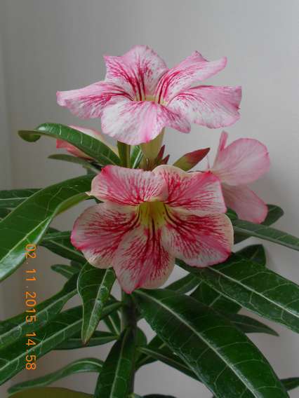 DSCN5448_thumb.jpg