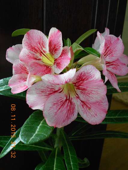 DSCN5505_thumb.jpg