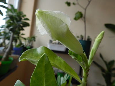 RSCN2597.JPG