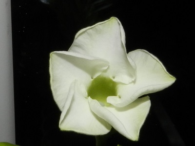 RSCN2614.JPG