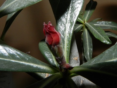 RSCN2652.JPG