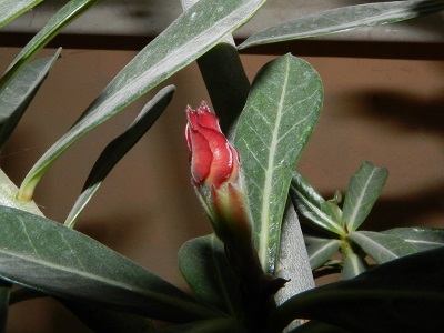 RSCN2653.JPG