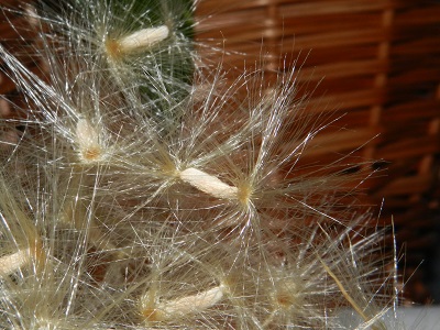 RSCN2684.JPG