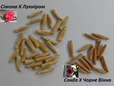 RSCN2690 - копия.JPG