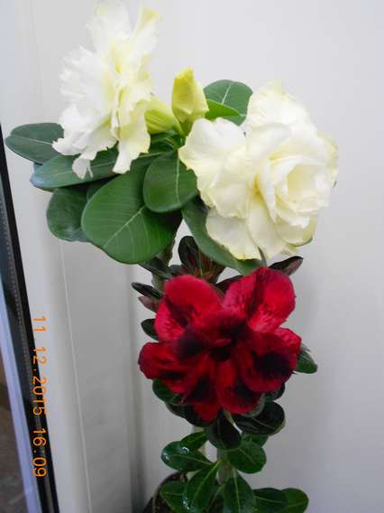 DSCN5968_thumb.jpg