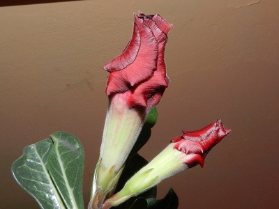 RSCN2983.JPG