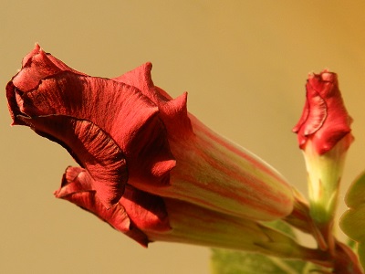RSCN3031.JPG