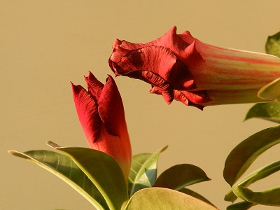 RSCN3036.JPG