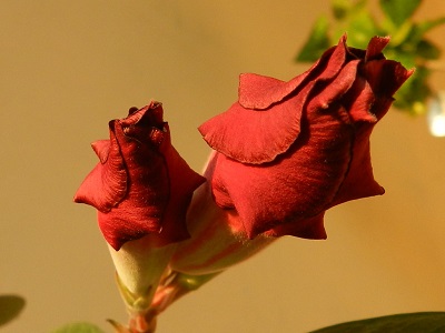 RSCN3044.JPG
