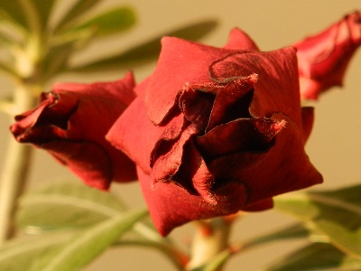 RSCN3050.JPG