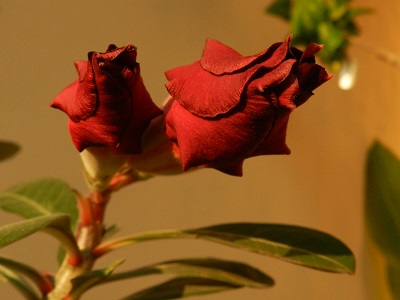 RSCN3054.JPG