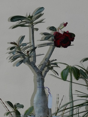 RSCN3148.JPG