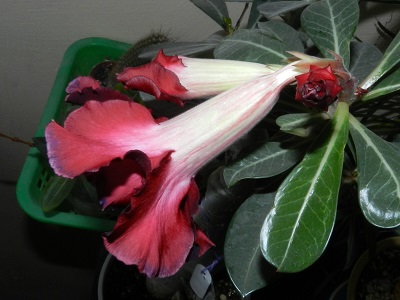RSCN3132.JPG