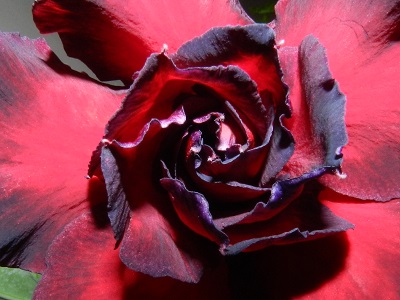 RSCN3134.JPG