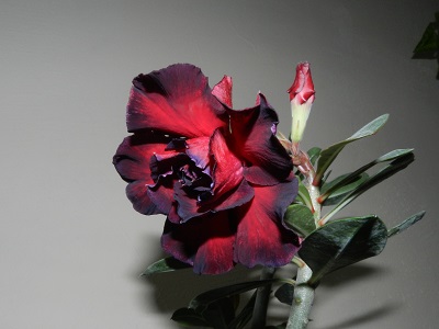 RSCN3149.JPG