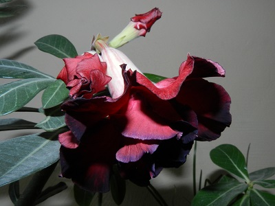 RSCN3150.JPG