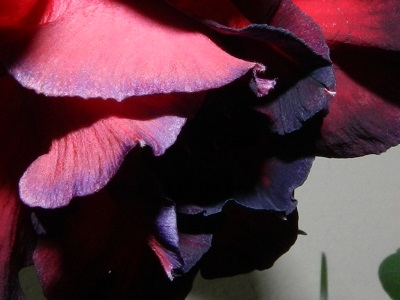 RSCN3151.JPG
