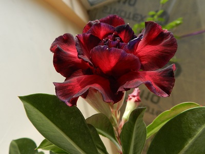 RSCN3214.JPG