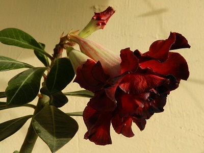 RSCN3171.JPG