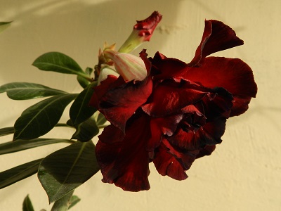 RSCN3172.JPG