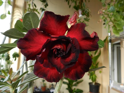 RSCN3173.JPG