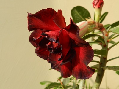 RSCN3195.JPG