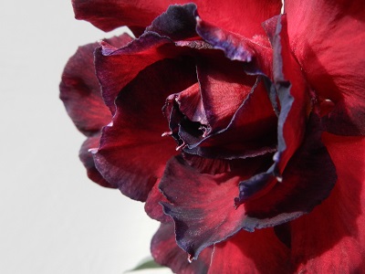 RSCN3199.JPG