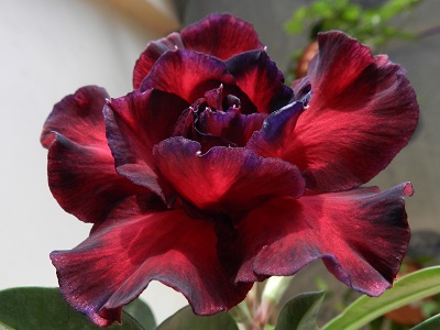 RSCN3210.JPG