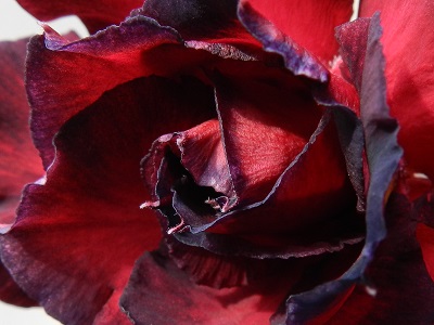 RSCN3213.JPG
