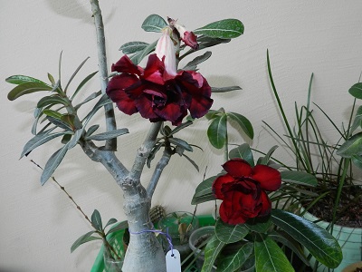 RSCN3439.JPG