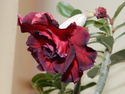 RSCN3449.JPG