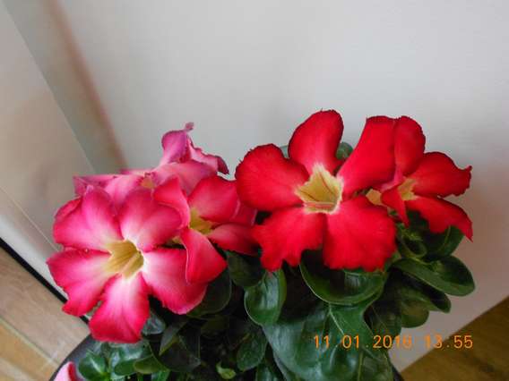 DSCN6118_thumb.jpg