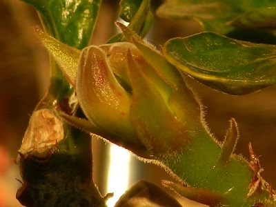 RSCN3967.JPG