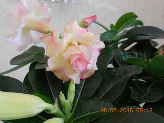 DSCN5235_thumb.jpg
