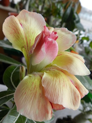 RSCN3986.JPG