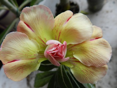 RSCN3981.JPG