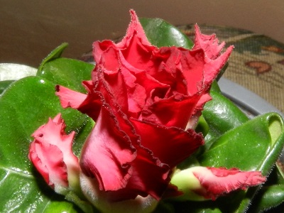 RSCN4361.JPG