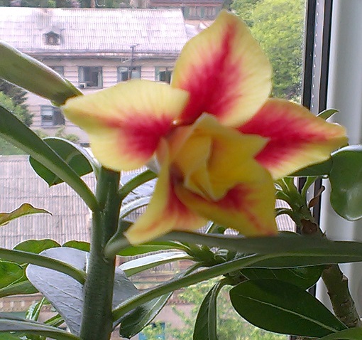 IMAG0830.jpg