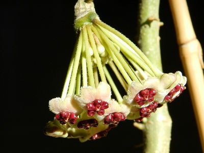 RSCN6028.JPG