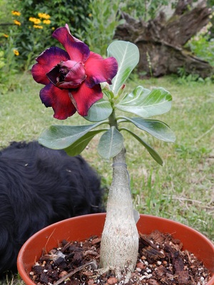 RSCN0730.JPG
